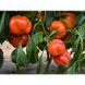 Оранж Босс F1 - насіння солодкого перцю, 500 шт, Spark Seeds 35211 фото 4