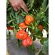 Оранж Босс F1 - насіння солодкого перцю, 500 шт, Spark Seeds 35211 фото 5