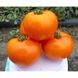 Солідо F1 - насіння томата, 500 шт, Spark Seeds 03333 фото 1
