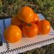 Солідо F1 - насіння томата, 500 шт, Spark Seeds 03333 фото 2