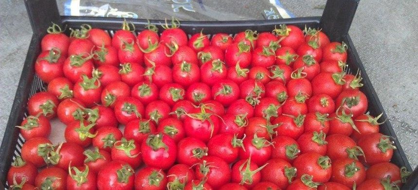 Старскрім F1 - насіння томата, 1000 шт, Spark Seeds 03339 фото