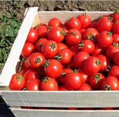 Дональд F1 - насіння томата, 1000 шт, Nunhems 99376 фото