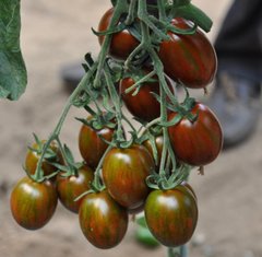 Криспина Плюм F1 - семена томата, 250 шт, Esasem 95194 фото
