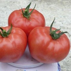 Сапфір F1 - насіння томата, 250 шт, Spark Seeds 81764 фото