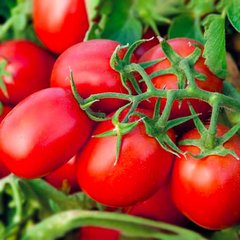 Дерика F1 – насіння томату, 5000 шт, Kitano 16530 фото