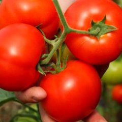 Інтерленд F1 - насіння томата, 1000 шт, Nunhems 11350 фото
