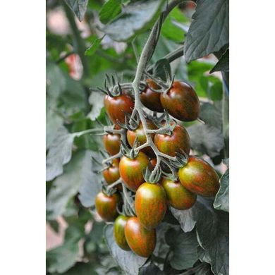 Кріспіна Плюм F1 - насіння томата, 250 шт, Esasem 95194 фото