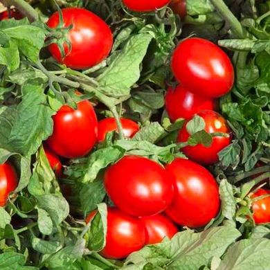 Дерика F1 – насіння томату, 5000 шт, Kitano 16530 фото