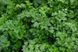 Ріалто - насіння петрушки листової, 50 г, Bejo 18344 фото 3