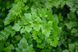 Ріалто - насіння петрушки листової, 50 г, Bejo 18344 фото 1
