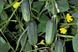 Акорд F1 - насіння огірка, 250 шт, Bejo 26852 фото 3