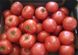 Інтерленд F1 - насіння томата, 1000 шт, Nunhems 11350 фото 2