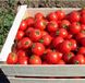 Дональд F1 - насіння томата, 1000 шт, Nunhems 99376 фото 1