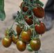 Кріспіна Плюм F1 - насіння томата, 250 шт, Esasem 95194 фото 1