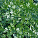 Ріалто - насіння петрушки листової, 50 г, Bejo 18344 фото 4