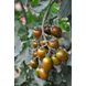 Кріспіна Плюм F1 - насіння томата, 250 шт, Esasem 95194 фото 2