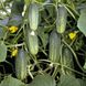 Акорд F1 - насіння огірка, 250 шт, Bejo 26852 фото 1