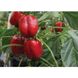 Ред Джет F1 - насіння солодкого перцю, 100 шт, Rijk Zwaan 20276 фото 4