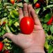Дерика F1 – насіння томату, 5000 шт, Kitano 16530 фото 2