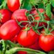 Дерика F1 – насіння томату, 5000 шт, Kitano 16530 фото 1