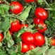 Дерика F1 – насіння томату, 5000 шт, Kitano 16530 фото 3