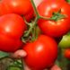 Інтерленд F1 - насіння томата, 1000 шт, Nunhems 11350 фото 1
