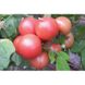 Хапинет F1 - семена томата, 1000 шт, Syngenta 78901 фото 5