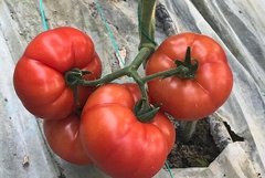 Фантастіна F1 - насіння томата, 500 шт, Syngenta 42216 фото