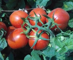 Інкріз F1 - насіння томата, Esasem опис, фото, відгуки