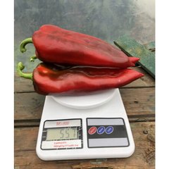 Ліра F1 - насіння солодкого перцю, 500 шт, Spark Seeds 28003 фото
