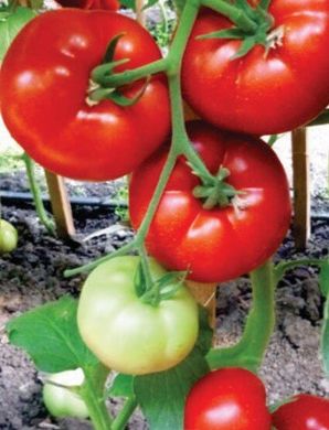 Фантастіна F1 - насіння томата, 500 шт, Syngenta 42216 фото