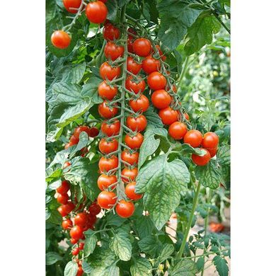 Порпора F1 - насіння томата, 250 шт, Esasem 95195 фото