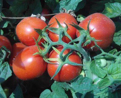 Інкріз F1 - насіння томата, 1000 шт, Esasem 26672 фото