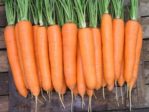 Елеганза F1 - насіння моркви, 100 000 шт (2.0 - 2.2), Nunhems 57479 фото