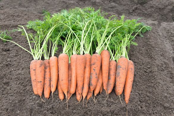 Вита Лонга - семена моркови, 50 г, Bejo 61869 фото