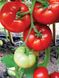 Фантастіна F1 - насіння томата, 500 шт, Syngenta 42216 фото 2
