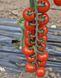 Порпора F1 - насіння томата, 250 шт, Esasem 95195 фото 3
