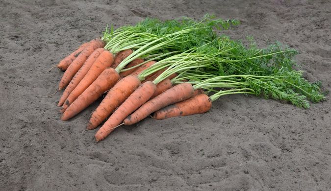 Вита Лонга - семена моркови, 50 г, Bejo 61869 фото