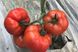 Фантастіна F1 - насіння томата, 500 шт, Syngenta 42216 фото 1