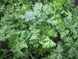 Ріалто - насіння петрушки листової, 500 г, Bejo 18345 фото 1