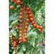 Порпора F1 - насіння томата, 250 шт, Esasem 95195 фото 2