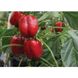 Ред Джет F1 - насіння солодкого перцю, 1000 шт, Rijk Zwaan 25505 фото 4