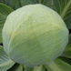 Золтан F1 - семена капусты белокочанной, 2500 шт (калибр), Hazera 37147 фото 2