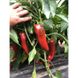 Ліра F1 - насіння солодкого перцю, 500 шт, Spark Seeds 28003 фото 3