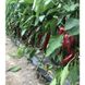 Ліра F1 - насіння солодкого перцю, 500 шт, Spark Seeds 28003 фото 4