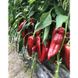 Ліра F1 - насіння солодкого перцю, 500 шт, Spark Seeds 28003 фото 2
