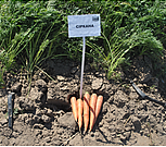Сиркана F1 - семена моркови, 100 000 шт (1.8 - 2.0), Nunhems 24035 фото