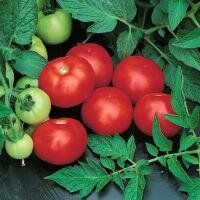 Топкапі F1 - насіння томата, 1000 шт, Hazera 20824 фото