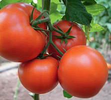 Бостіна F1 - насіння томата, 500 шт, Syngenta 42-217 фото