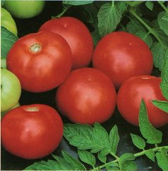 Топкапи F1 - семена томата, 1000 шт, Hazera 20824 фото